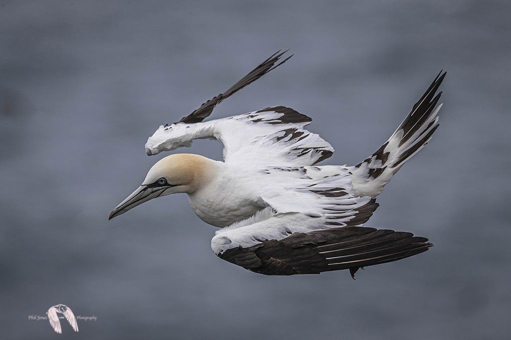 Juvenile Gannet DX27083
